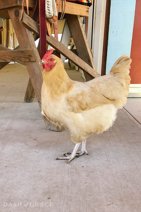 Horse Tail Ranch in Creston, California