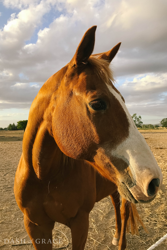 Central Coast Trail Ride in Creston, California